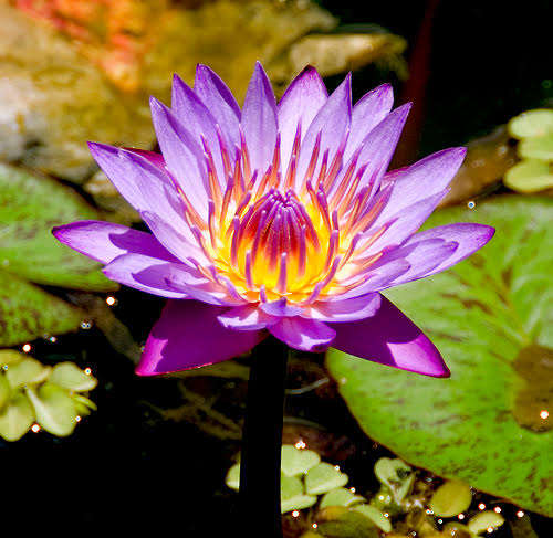 A Beleza e o Perfume das flores que nascem no&nbsp;lodo