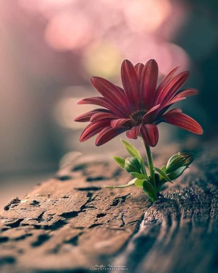 Aflore seu espírito&nbsp;guerreiro