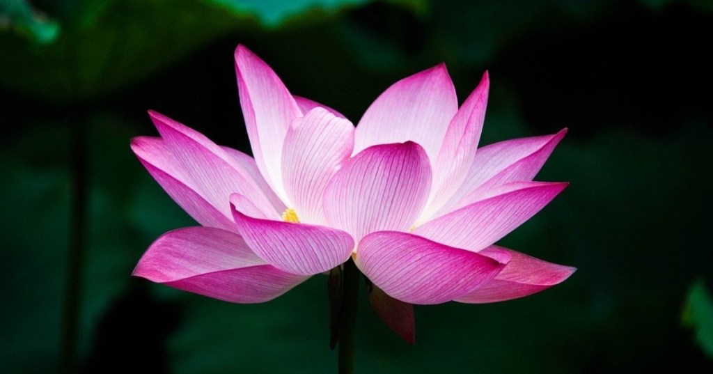 A pequena voz&nbsp;silenciosa