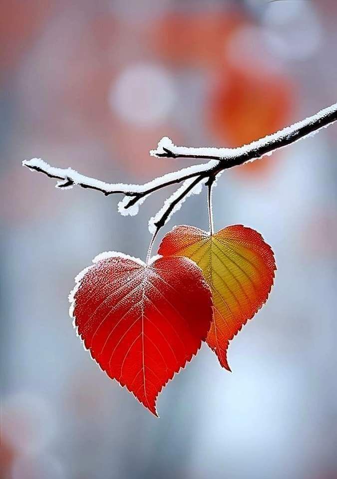 Momento da Reviravolta!